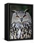 Eurasian Eagle-Owl Captive, France-Eric Baccega-Framed Stretched Canvas