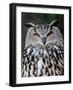 Eurasian Eagle-Owl Captive, France-Eric Baccega-Framed Photographic Print