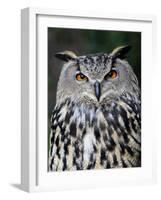 Eurasian Eagle-Owl Captive, France-Eric Baccega-Framed Photographic Print