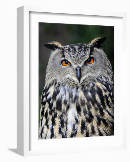 Eurasian Eagle-Owl Captive, France-Eric Baccega-Framed Photographic Print