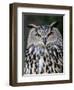 Eurasian Eagle-Owl Captive, France-Eric Baccega-Framed Photographic Print