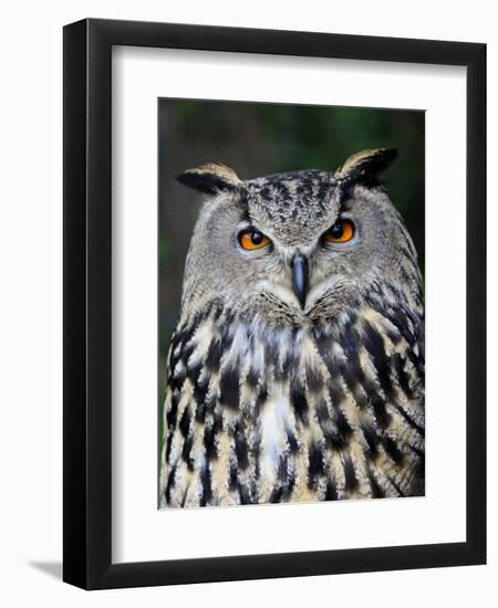 Eurasian Eagle-Owl Captive, France-Eric Baccega-Framed Photographic Print