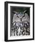 Eurasian Eagle-Owl Captive, France-Eric Baccega-Framed Photographic Print