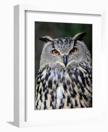 Eurasian Eagle-Owl Captive, France-Eric Baccega-Framed Photographic Print