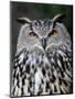 Eurasian Eagle-Owl Captive, France-Eric Baccega-Mounted Photographic Print