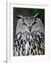 Eurasian Eagle-Owl Captive, France-Eric Baccega-Framed Photographic Print