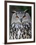 Eurasian Eagle-Owl Captive, France-Eric Baccega-Framed Photographic Print