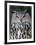 Eurasian Eagle-Owl Captive, France-Eric Baccega-Framed Photographic Print