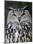 Eurasian Eagle-Owl Captive, France-Eric Baccega-Mounted Photographic Print