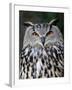 Eurasian Eagle-Owl Captive, France-Eric Baccega-Framed Photographic Print