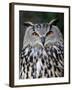 Eurasian Eagle-Owl Captive, France-Eric Baccega-Framed Photographic Print