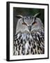 Eurasian Eagle-Owl Captive, France-Eric Baccega-Framed Photographic Print