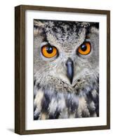 Eurasian Eagle-Owl Captive, France-Eric Baccega-Framed Photographic Print