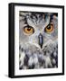 Eurasian Eagle-Owl Captive, France-Eric Baccega-Framed Photographic Print
