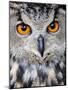 Eurasian Eagle-Owl Captive, France-Eric Baccega-Mounted Photographic Print