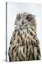 Eurasian Eagle-Owl Close-Up-Hal Beral-Stretched Canvas