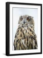 Eurasian Eagle-Owl Close-Up-Hal Beral-Framed Premium Photographic Print