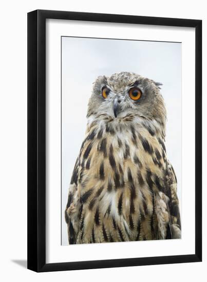 Eurasian Eagle-Owl Close-Up-Hal Beral-Framed Premium Photographic Print