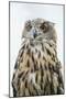 Eurasian Eagle-Owl Close-Up-Hal Beral-Mounted Premium Photographic Print