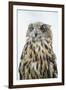 Eurasian Eagle-Owl Close-Up-Hal Beral-Framed Premium Photographic Print