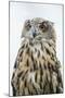 Eurasian Eagle-Owl Close-Up-Hal Beral-Mounted Premium Photographic Print