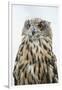 Eurasian Eagle-Owl Close-Up-Hal Beral-Framed Premium Photographic Print