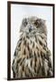 Eurasian Eagle-Owl Close-Up-Hal Beral-Framed Premium Photographic Print