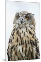 Eurasian Eagle-Owl Close-Up-Hal Beral-Mounted Premium Photographic Print