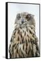 Eurasian Eagle-Owl Close-Up-Hal Beral-Framed Stretched Canvas