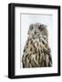 Eurasian Eagle-Owl Close-Up-Hal Beral-Framed Photographic Print