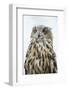 Eurasian Eagle-Owl Close-Up-Hal Beral-Framed Photographic Print