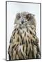 Eurasian Eagle-Owl Close-Up-Hal Beral-Mounted Photographic Print