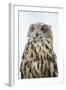 Eurasian Eagle-Owl Close-Up-Hal Beral-Framed Photographic Print