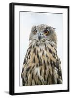 Eurasian Eagle-Owl Close-Up-Hal Beral-Framed Photographic Print