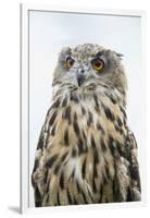 Eurasian Eagle-Owl Close-Up-Hal Beral-Framed Photographic Print