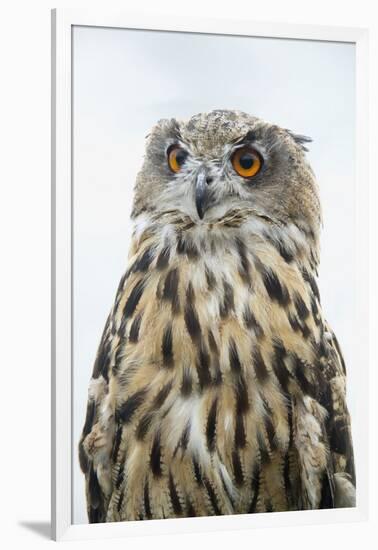 Eurasian Eagle-Owl Close-Up-Hal Beral-Framed Photographic Print