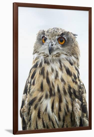 Eurasian Eagle-Owl Close-Up-Hal Beral-Framed Photographic Print