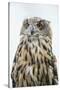 Eurasian Eagle-Owl Close-Up-Hal Beral-Stretched Canvas