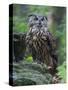Eurasian eagle-owl. Enclosure in the Bavarian Forest National Park, Germany, Bavaria-Martin Zwick-Stretched Canvas