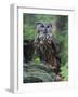 Eurasian eagle-owl. Enclosure in the Bavarian Forest National Park, Germany, Bavaria-Martin Zwick-Framed Photographic Print