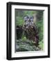 Eurasian eagle-owl. Enclosure in the Bavarian Forest National Park, Germany, Bavaria-Martin Zwick-Framed Photographic Print