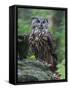 Eurasian eagle-owl. Enclosure in the Bavarian Forest National Park, Germany, Bavaria-Martin Zwick-Framed Stretched Canvas