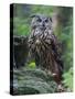 Eurasian eagle-owl. Enclosure in the Bavarian Forest National Park, Germany, Bavaria-Martin Zwick-Stretched Canvas