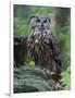 Eurasian eagle-owl. Enclosure in the Bavarian Forest National Park, Germany, Bavaria-Martin Zwick-Framed Photographic Print