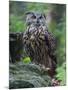 Eurasian eagle-owl. Enclosure in the Bavarian Forest National Park, Germany, Bavaria-Martin Zwick-Mounted Photographic Print