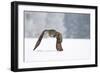 Eurasian Eagle-Owl-Milan Zygmunt-Framed Giclee Print