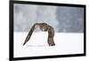 Eurasian Eagle-Owl-Milan Zygmunt-Framed Giclee Print