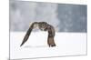 Eurasian Eagle-Owl-Milan Zygmunt-Mounted Giclee Print