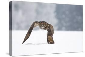 Eurasian Eagle-Owl-Milan Zygmunt-Stretched Canvas