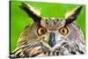 Eurasian Eagle-Owl-Jay Ondreicka-Stretched Canvas